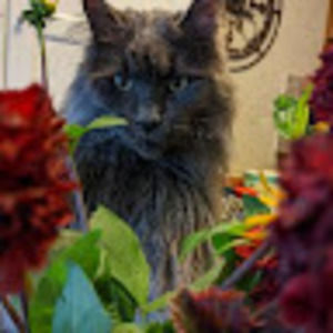 Meet your Posher, Joann